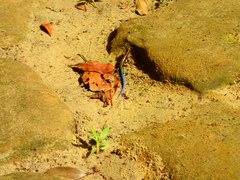 Plestiodon stimpsonii