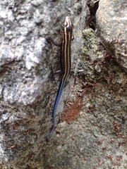 Plestiodon stimpsonii