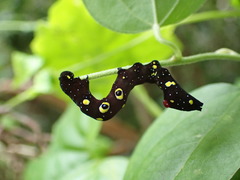 Eudocima homaena
