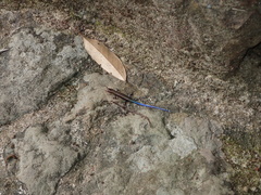 Plestiodon stimpsonii