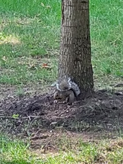 Sciurus carolinensis