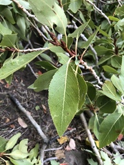 Populus × acuminata