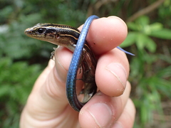 Plestiodon stimpsonii