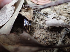 Plestiodon stimpsonii