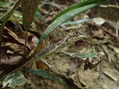 Diploderma polygonatum ishigakiense