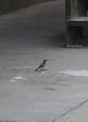 Toxostoma curvirostre