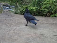 Corvus macrorhynchos osai