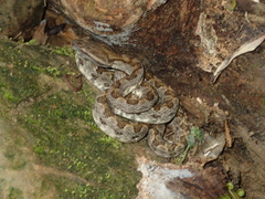 Protobothrops elegans