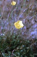 Papaver radicatum alaskanum