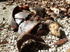 Cuora flavomarginata evelynae