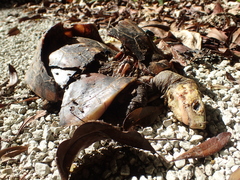 Cuora flavomarginata evelynae