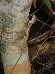 Diploderma polygonatum ishigakiense