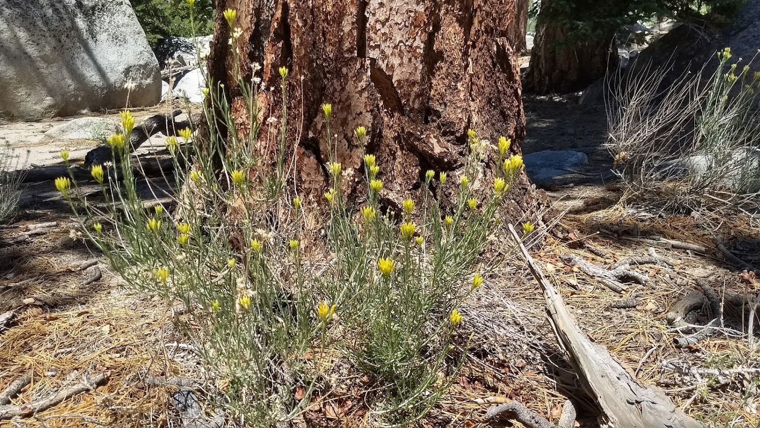 Ericameria nauseosa var. bernardina