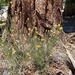 Bernardina Rabbitbrush - Photo (c) Don Rideout, some rights reserved (CC BY-NC), uploaded by Don Rideout