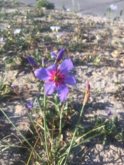 Leucocoryne purpurea