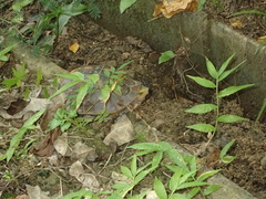 Cuora flavomarginata evelynae