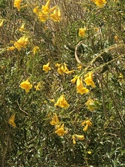 Tecoma stans angustata