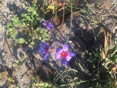 Leucocoryne purpurea