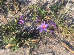 Leucocoryne purpurea