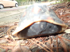 Cuora flavomarginata evelynae