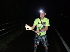 Protobothrops elegans