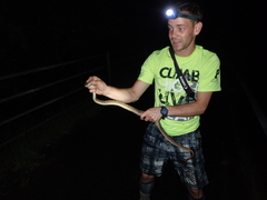 Protobothrops elegans