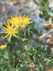 Ericameria cuneata