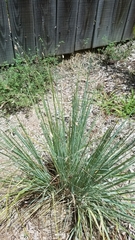 Eragrostis elliottii