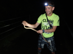 Protobothrops elegans