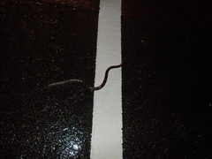 Lycodon rufozonatus walli