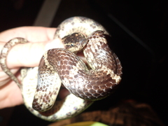 Lycodon rufozonatus walli