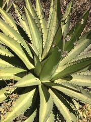 Agave convallis