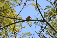 Glaucidium