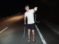 Lycodon rufozonatus walli