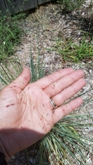 Eragrostis elliottii