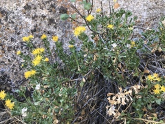 Ericameria cuneata