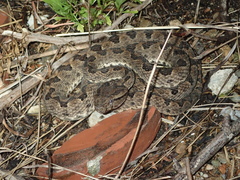 Protobothrops elegans