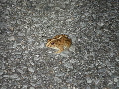 Fejervarya sakishimensis