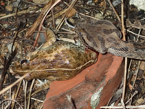Ishigakijima Wart Frog, Fejervarya sakishimensis