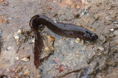 Pholis gunnellus