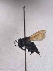 Scaptotrigona luteipennis