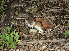 Fejervarya sakishimensis