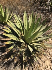 Agave convallis