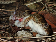 Protobothrops elegans