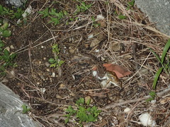 Protobothrops elegans