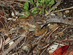 Protobothrops elegans