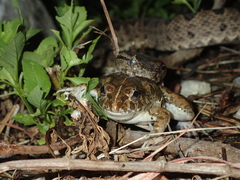 Protobothrops elegans