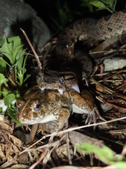 Protobothrops elegans