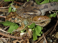 Protobothrops elegans