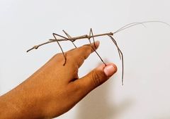 Cladomorphus phyllinus